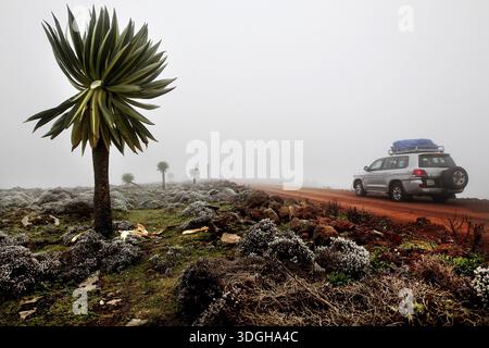Riesige Lobelie am Straßenrand im Nebel der Bale Mountains, Bale Mountains, Oromia, Äthiopien Stockfoto
