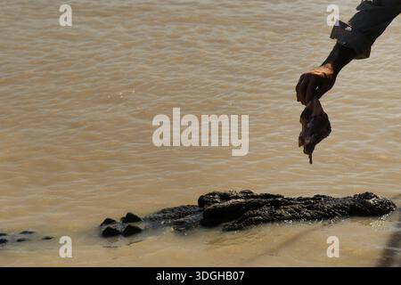 Hand hält Lebensmittel über einem Leistenkrokodil, das im Wasser schwimmt, Adelaide River, Northern Territory, Australien Stockfoto
