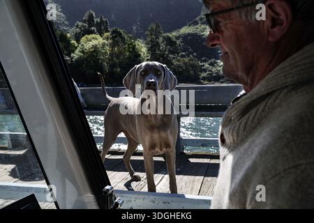 Hund auf einem Pier, der neugierig schaut, während ein Mann im Boot sitzt Stockfoto