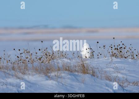 Ein männlicher Schneeeule, der auf einem gefrorenen Feld ruht Stockfoto