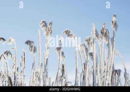 Schilfwedel bedeckt mit Eiskristallen, Stiele und Blätter von Schilf (Phragmites australis) oder Schilf, Gräser vor wolkenlosem, klarem, blauem Himmel, W Stockfoto