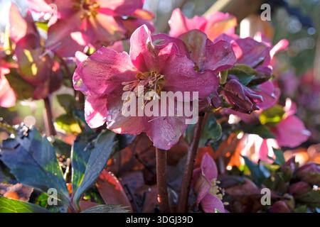 Dunkelrosa Helleborus, Helleborus oder fastenrose, „Eis n Rosen rot“ in der Blüte. Stockfoto