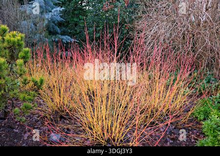 Rote und gelbe Cornus sanguinea, Hartholz, „Midwinter Fire“. Stockfoto