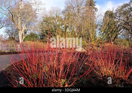 Rot und orange Cornus sanguinea, Hartholz, „Anny's Winter Orange“. Stockfoto