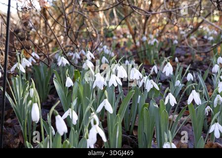 Weißer Galanthus-Schneeglöckchen „Magnet“ in der Blüte. Stockfoto