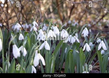 Weißer Galanthus-Schneeglöckchen „Magnet“ in der Blüte. Stockfoto