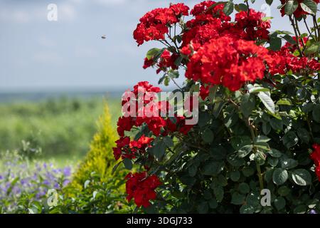 In einem Sommergarten blüht ein leuchtender roter Rosenstrauch mit einer kleinen Tanne und einem unscharfen Feld im Hintergrund. Eine kleine Biene fliegt in Richtung des Überflusses Stockfoto