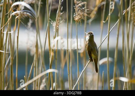 Ein Great Reed Warbler singt sein unverwechselbares Lied auf einem Schilfstiel in seinem Feuchtgebiet. Der kleine singvogel wirft seinen Kopf zurück und ruft Stockfoto