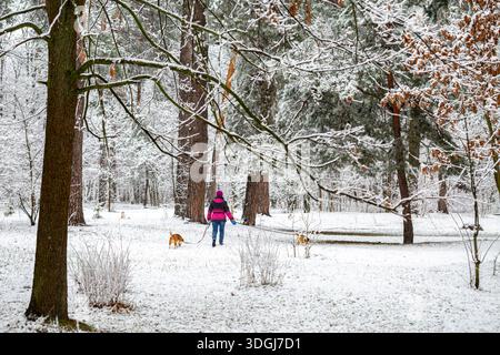 Eine Person in einer rosa Jacke führt mit zwei Beagle-Hunden angeleint durch einen verschneiten Winterwald. Die ruhige Szene fängt einen ruhigen Moment ein, in dem Sie das o genießen Stockfoto