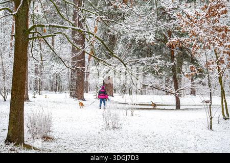 Eine Person in einer rosa Jacke führt mit zwei Beagle-Hunden angeleint durch einen verschneiten Winterwald. Die ruhige Szene fängt einen ruhigen Moment ein, in dem Sie das o genießen Stockfoto