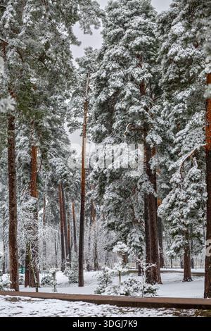 Hohe Kiefern stehen stark mit frischem Schnee beladen in einem Winterwaldpark. Die ruhige Landschaft unterstreicht die ruhige Schönheit der Natur während der Stockfoto
