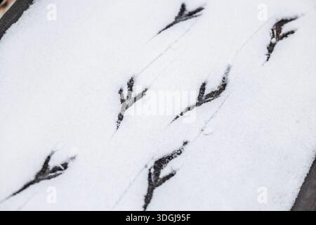 Aus nächster Nähe sehen Sie empfindliche Vogelspuren in frischem, weißem Schnee auf einer Holzoberfläche. Diese minimalistische Aufnahme unterstreicht das komplizierte, natürliche P Stockfoto