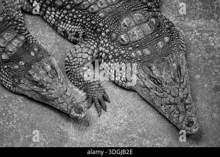 Eine Hochwinkelaufnahme von zwei zusammenliegenden Krokodilen in Schwarz-weiß-Optik. Das detailreiche, strukturierte Foto unterstreicht die komplizierten, panzerartigen Muster von t Stockfoto