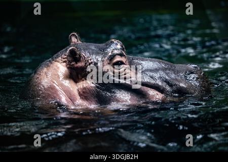 Ein mächtiger Nilpferd tauchte in dunklem, kräuselndem Wasser, nur seine Augen und Ohren waren sichtbar. Dieses stimmungsvolle Porträt fängt die immense Präsenz und ein Stockfoto
