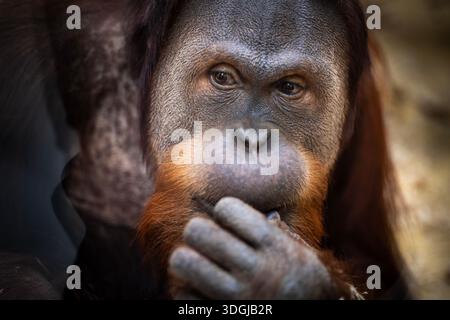 Ein intimes und gefühlvolles Porträt eines Orang-Utans in nachdenklicher Pose. Seine ausdrucksstarken Augen und seine nachdenkliche Geste schaffen eine kraftvolle, emotionale Verbindung Stockfoto