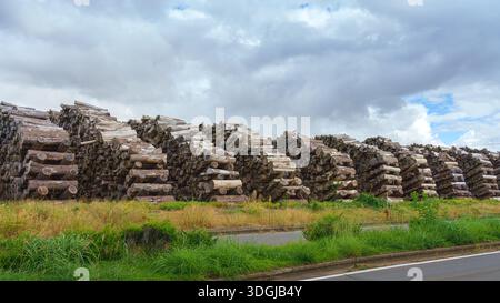 Sakata, Yamagata, Japan - 5. Oktober 2024, Panoramablick auf gestapelte Stämme mit gehackten Ästen, die für den Transport vorbereitet sind, tagsüber, Sakata, Japan Stockfoto