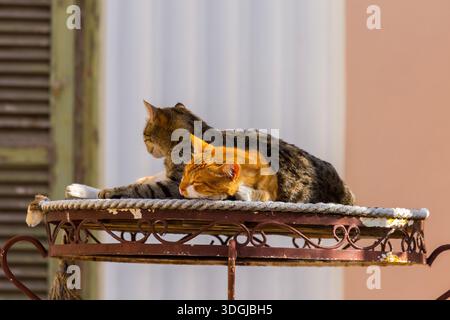 Eine dunkle Tabby-Katze kuschelt mit einer orangen Ingwerkatze auf einem rustikalen, alten Metalltisch. Diese herzerwärmende Szene fängt einen Moment des tiefen Komforts und der Kompani ein Stockfoto
