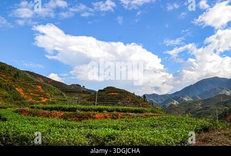 Eine lebhafte Landschaft einer Bergteeplantage unter einem hellblauen Himmel mit flauschigen weißen Wolken. Der Vordergrund zeigt gesunde grüne Teebräucher, Repr Stockfoto