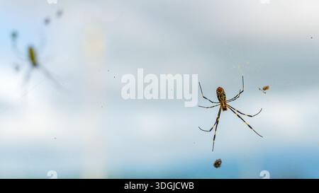 Sakata, Yamagata, Japan - 5. Oktober 2024, Nahaufnahme der Joro-Spinne auf einem Netz, vor einem bewölkten Himmel, Sakata, Japan Stockfoto