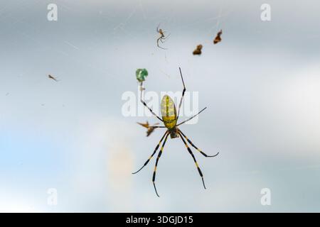 Sakata, Yamagata, Japan - 5. Oktober 2024, Nahaufnahme der Joro-Spinne auf einem Netz, vor einem bewölkten Himmel, Sakata, Japan Stockfoto