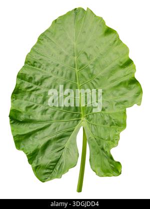 Großes grünes Blatt auf weißem Hintergrund, das klare Struktur und Details seiner Adern zeigt. Ideal für naturbezogene Projekte oder digitale Designs. Stockfoto