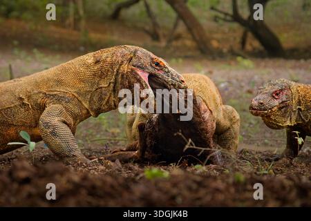 Komodo-Drache Varanus komodoensis auch Komodo Monitor, großes Reptil der Varanidae endemisch auf den indonesischen Inseln Komodo, Rinca, Flores, Jagd und Stockfoto