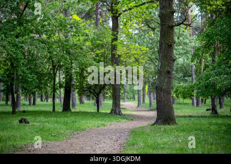 Ein schmaler Schotterweg schlängelt sich zwischen alten Kiefern in einem gemischten Waldpark. Die sonnendurchflutete Fläche ist mit grünem Gras und Kiefernnadeln bedeckt. Stockfoto