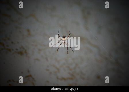 Eine erschreckende Nahaufnahme einer Andreaskreuzspinne, die abends in ihrem Netz schweben, mit ihrem einzigartigen Körpermuster und ihrer Textur, die vollständig sichtbar ist. Stockfoto