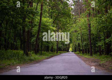 Eine ruhige Asphaltstraße schlängelt sich im Frühjahr durch einen dichten grünen Wald. Der Weg ist gesäumt von hohen Bäumen mit üppigem Laub und Wildblumen auf der Straße Stockfoto