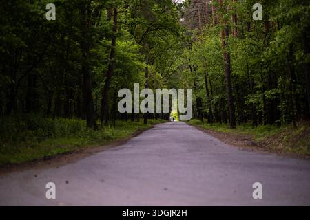 Eine ruhige Asphaltstraße schlängelt sich im Frühjahr durch einen dichten grünen Wald. Der Weg ist von hohen Bäumen gesäumt. Ganz am Ende des Baumtunnels, ein fi Stockfoto