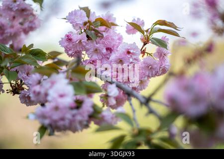 Kirschblüte in voller Blüte auf einem Zweig, mit weichen rosa Blüten und grünen Blättern. Dieser japanische Kirschbaum, oder Sakura, zeigt zarte Blumen Th Stockfoto