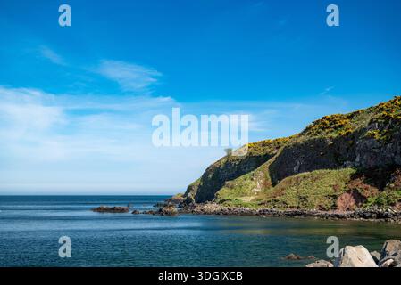 Pulsierende Küstenlandschaft mit einem grünen Hügel, der mit gelben Ginsterbüschen bedeckt ist und auf das tiefblaue Wasser der ruhigen Bucht von Stonehaven trifft. Stockfoto