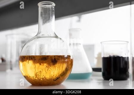 Rundkolben gefüllt mit getrockneten Ringelblumen (Ringelblume), die in gelbem Öl getaucht sind. Dies ist ein Extraktionsprozess für Bio-Kosmetik, mit Stockfoto
