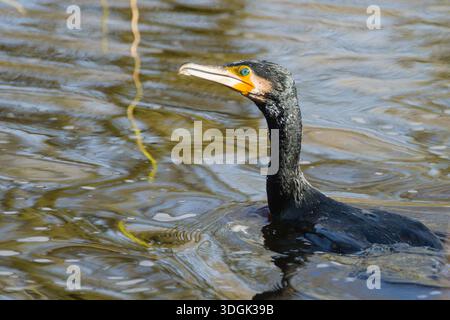 Kormoran Phalacrocorax carbo Stockfoto