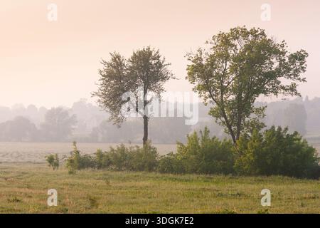 Zwei hohe grüne Bäume stehen auf der grasbewachsenen Wiese mit Büschen während eines wunderschönen rosa Sonnenaufgangs mit dickem Morgennebel, der das ländliche Dorf im B bedeckt Stockfoto