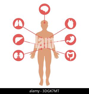 Medizinisches Poster mit Darstellung der inneren Organe der menschlichen Anatomie auf blauem Hintergrund Stock Vektor
