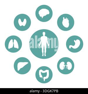 Menschliche Organanatomie mit inneren Organen. Abbildung des Körperteils in einem grünen Kreis Stock Vektor