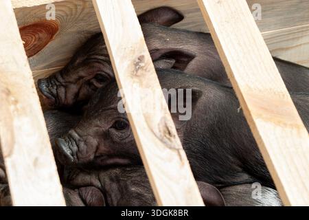 Ein Blick aus der Nähe auf kleine vietnamesische Topfbauchferkel in einer Holzkiste. Die jungen schwarzen Tiere drängen sich hinter den Leisten Stockfoto