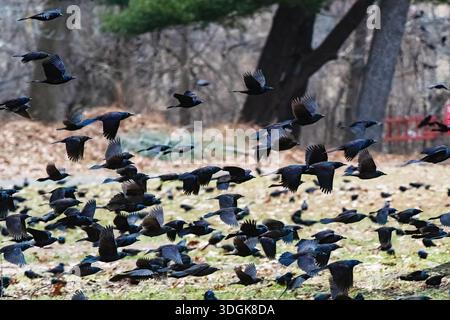 Große Herde von gewöhnlichen Kränzen im Flug Stockfoto