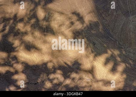 Der Schatten des Laubs auf einer weißen Wand, die vom Licht des Sonnenuntergangs gegossen wird, in einem Bauernhaus in den östlichen Anden in Zentral-Kolumbien Stockfoto