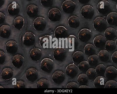 Aus der Vogelperspektive auf La Geria Weinberge, kreisförmige Lavastächten auf Lanzarote Stockfoto