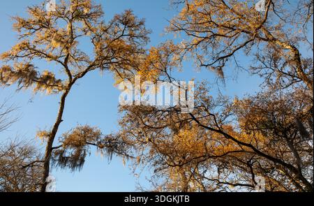 Im Süden leben Eichen mit spanischem Moos, die von Ästen vor einem klaren blauen Himmel hängen und von der warmen Herbstsonne in einem texanischen Wald beleuchtet werden. Stockfoto
