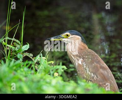 Ein einziger nankeen Nachtreiher im hohen Gras, der näher an den Rand des Wassers herankommt, um seine Fähigkeiten als heimliches Raubtier auf ahnungslose Beute einzusetzen. Stockfoto