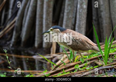 Ein einziger nankeen Nachtreiher im hohen Gras, der näher an den Rand des Wassers herankommt, um seine Fähigkeiten als heimliches Raubtier auf ahnungslose Beute einzusetzen. Stockfoto