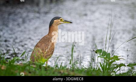 Ein einziger nankeen Nachtreiher im hohen Gras, der näher an den Rand des Wassers herankommt, um seine Fähigkeiten als heimliches Raubtier auf ahnungslose Beute einzusetzen. Stockfoto