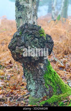 Eine Nahaufnahme eines Grabenwuchses auf einer Silberbirke. Stockfoto