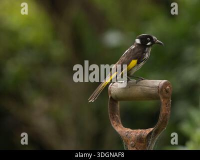 New Holland Honeyeater Vogel Phylidonyris novaehollandiae thront auf dem Griff einer alten Schaufel im Garten in Penneshaw, Kangaroo Island, Australien. Stockfoto
