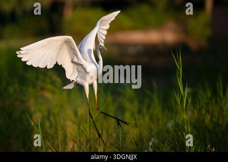 Großer Reiher, Ardea alba, auch bekannt als gemeiner Reiher, großer Reiher, großer weißer Reiher oder großer weißer Reiher Stockfoto