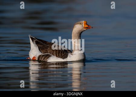 Graugänse Anser anser Stockfoto