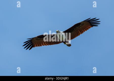 Der Brahminy Kite, Haliastur indus, auch bekannt als der roter Seeadler in Australien Stockfoto